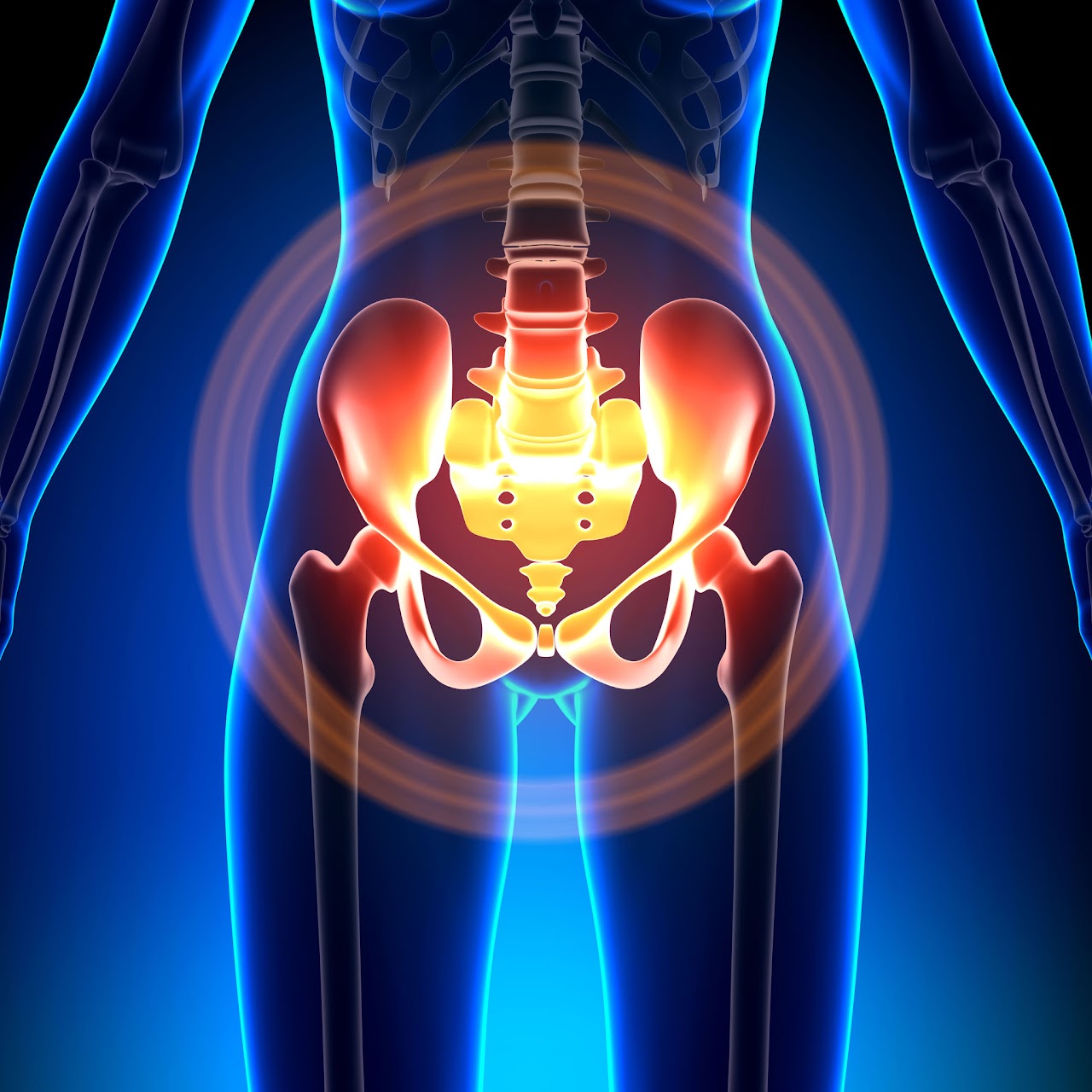 Pelvic floor anatomy model